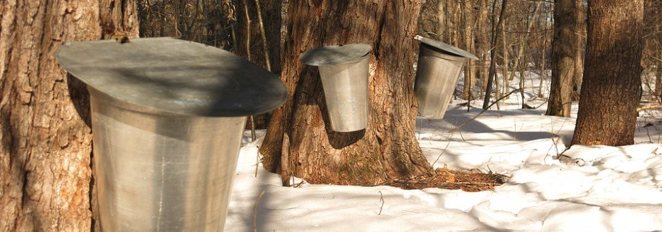 The Sap’s Running! Making Maple Syrup - PART II