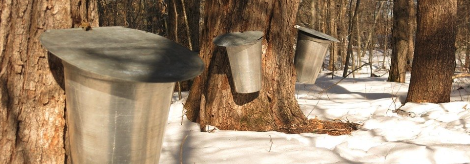 The Sap’s Running!  Making Maple Syrup - PART II