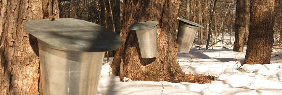 The Sap’s Running! Making Maple Syrup - PART I