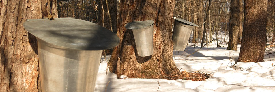 The Sap’s Running! Making Maple Syrup - PART I