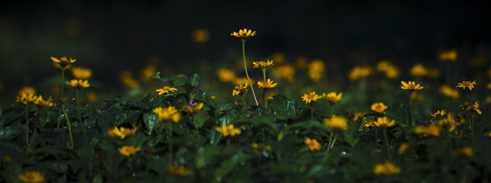 Bees, Bonnets And Blessings