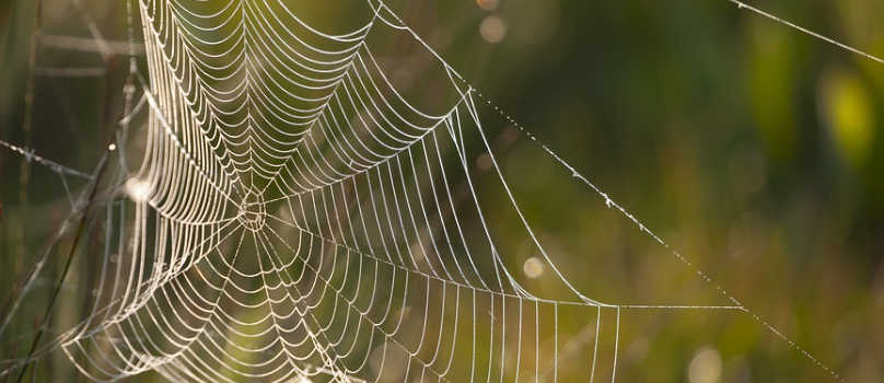 Shaking The Spider's Web