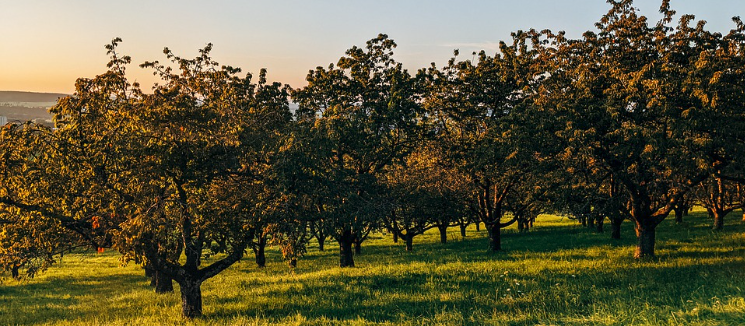 Johnny Appleseed, The Ever Elusive Man...