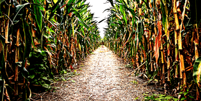 Let's Be Honest With Ourselves About Corn Mazes