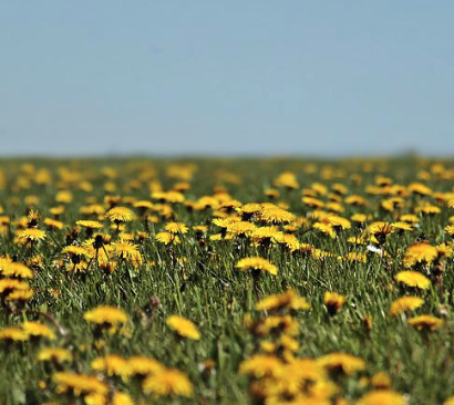 Dirt And Dandelions!