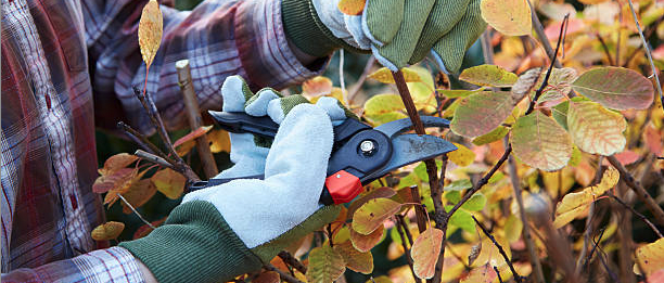 The Pruning