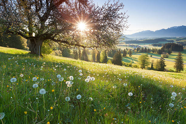 The Wonderful Month Of May