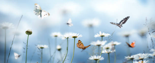 What Is Beauty?