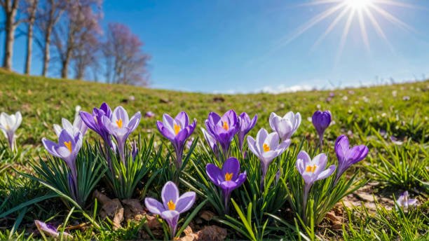 Spring Has Sprung