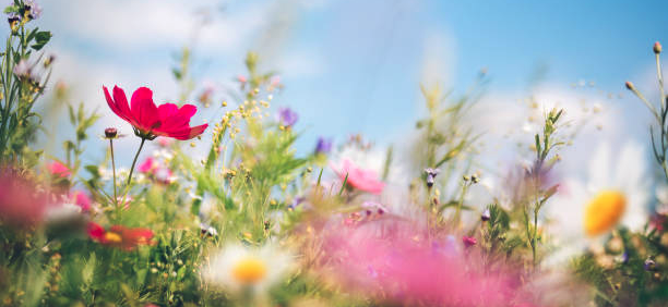 The Merry Month Of May