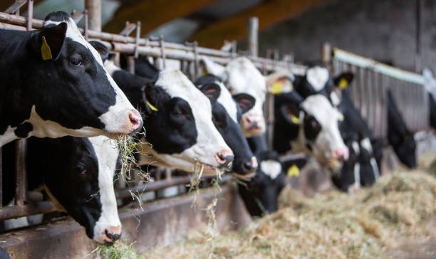 Latest Albany Mandate Sets It Sight On Dairy Industry
